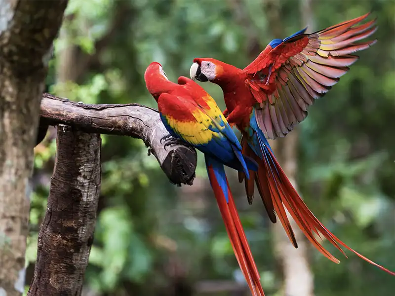 Red parrot Scarlet Macaw